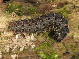 Attēlu rezultāti vaicājumam “Clossiana selene upperside”