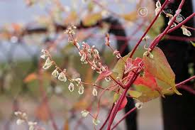 Attēlu rezultāti vaicājumam “Fallopia dumetorum”