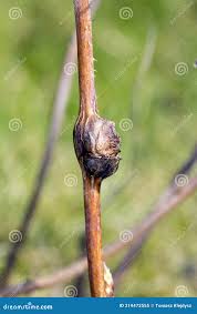 Attēlu rezultāti vaicājumam “Lasioptera rubi larva”