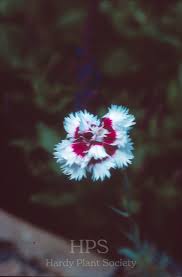 Attēlu rezultāti vaicājumam “Silene x arkwrightii Vesuvius flower”