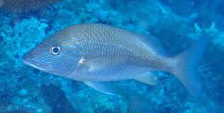 Image result for Haemulon plumierii