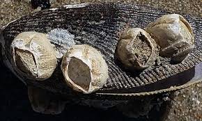 Attēlu rezultāti vaicājumam “Balanus improvisus”