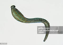 Attēlu rezultāti vaicājumam “Hirudinea”