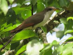 Image result for Coccyzus americanus