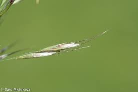 Attēlu rezultāti vaicājumam “Helictotrichon pubescens”