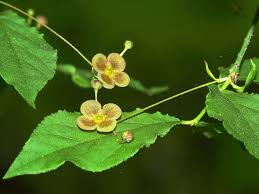 Attēlu rezultāti vaicājumam “Euonymus verrucosus fruit”