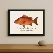 Image result for Lutjanus cyanopterus