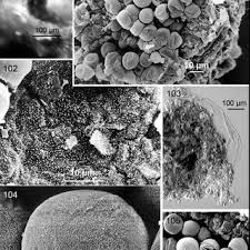Attēlu rezultāti vaicājumam “Physarum bryocorticola sessile”