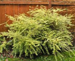 Attēlu rezultāti vaicājumam “Lonicera”