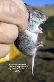 Attēlu rezultāti vaicājumam “Cricetidae”