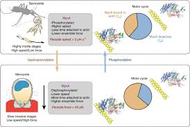 Attēlu rezultāti vaicājumam “Diachea muscorum plasmodium”