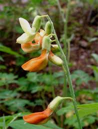 Attēlu rezultāti vaicājumam “Lathyrus laevigatus”