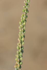 Attēlu rezultāti vaicājumam “Triglochin maritimum”