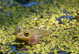 Attēlu rezultāti vaicājumam “Pelophylax”
