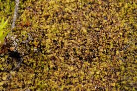 Attēlu rezultāti vaicājumam “Isopaches bicrenatus”