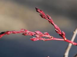 Attēlu rezultāti vaicājumam “Oenothera rubricauli bud”