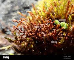 Attēlu rezultāti vaicājumam “Schistidium apocarpum macro”