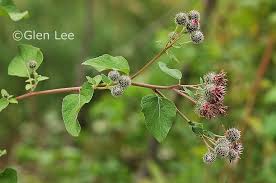 Attēlu rezultāti vaicājumam “Arctium tomentosum flower”