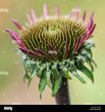 Attēlu rezultāti vaicājumam “Echinacea purpurea bud”