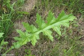 Attēlu rezultāti vaicājumam “Echinops sphaerocephalus leaf”