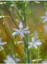 Attēlu rezultāti vaicājumam “Anthericum ramosum”