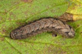 Attēlu rezultāti vaicājumam “Caradrina morpheus”