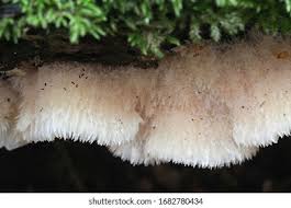 Attēlu rezultāti vaicājumam “Phlebia tremellosa”