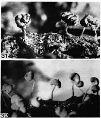 Attēlu rezultāti vaicājumam “Licea minima sessile”