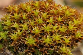 Attēlu rezultāti vaicājumam “Syntrichia ruralis var. ruralis sporophyte”