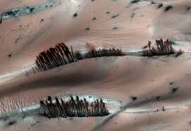 Image result for mars trees