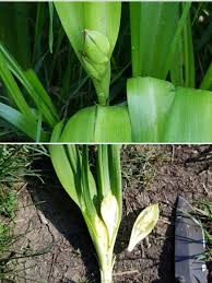 Image result for Herbstzeitlose