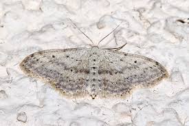 Attēlu rezultāti vaicājumam “Idaea seriata”