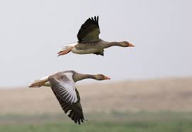 Attēlu rezultāti vaicājumam “Anser serrirostris”