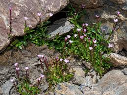 Attēlu rezultāti vaicājumam “Epilobium palustre”