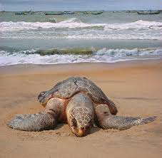 Image result for Lepidochelys olivacea