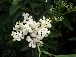 Attēlu rezultāti vaicājumam “Sambucus nigra flower”