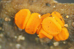 Attēlu rezultāti vaicājumam “Miladina lecithina”