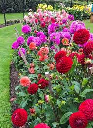 Image result for Dahlia hybrid.