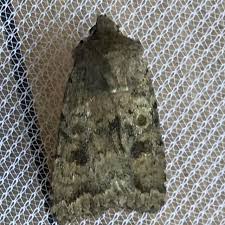 Attēlu rezultāti vaicājumam “Caradrina morpheus”