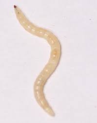 Attēlu rezultāti vaicājumam “Therevidae larva”