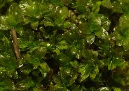 Attēlu rezultāti vaicājumam “Syntrichia latifolia”