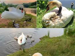 Image result for South Yorkshire Swans