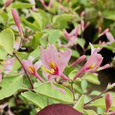 Attēlu rezultāti vaicājumam “Lonicera caerulea var. pallasii flower”