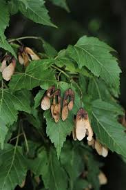 Attēlu rezultāti vaicājumam “Acer tataricum subsp. ginnala fruit”