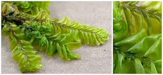 Attēlu rezultāti vaicājumam “Plagiochila asplenioides”