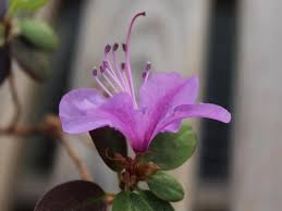 Attēlu rezultāti vaicājumam “Rhododendron sichotense flower”