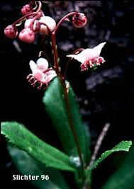 Attēlu rezultāti vaicājumam “Chimaphila umbellata flower”