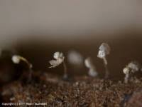 Attēlu rezultāti vaicājumam “Didymium verrucisporum”