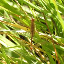 Attēlu rezultāti vaicājumam “Cribraria ferruginea”