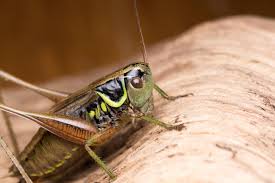 Attēlu rezultāti vaicājumam “Metrioptera roeselii”